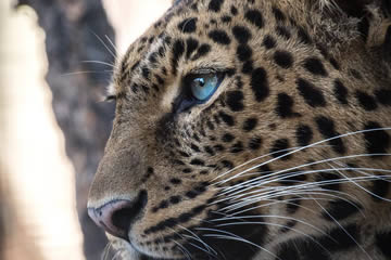 Soñar con leopardo ⚡ Un sueño para afrontar tus miedos - soñarcon